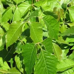 800px-Toxicodendron_radicans,_leaves